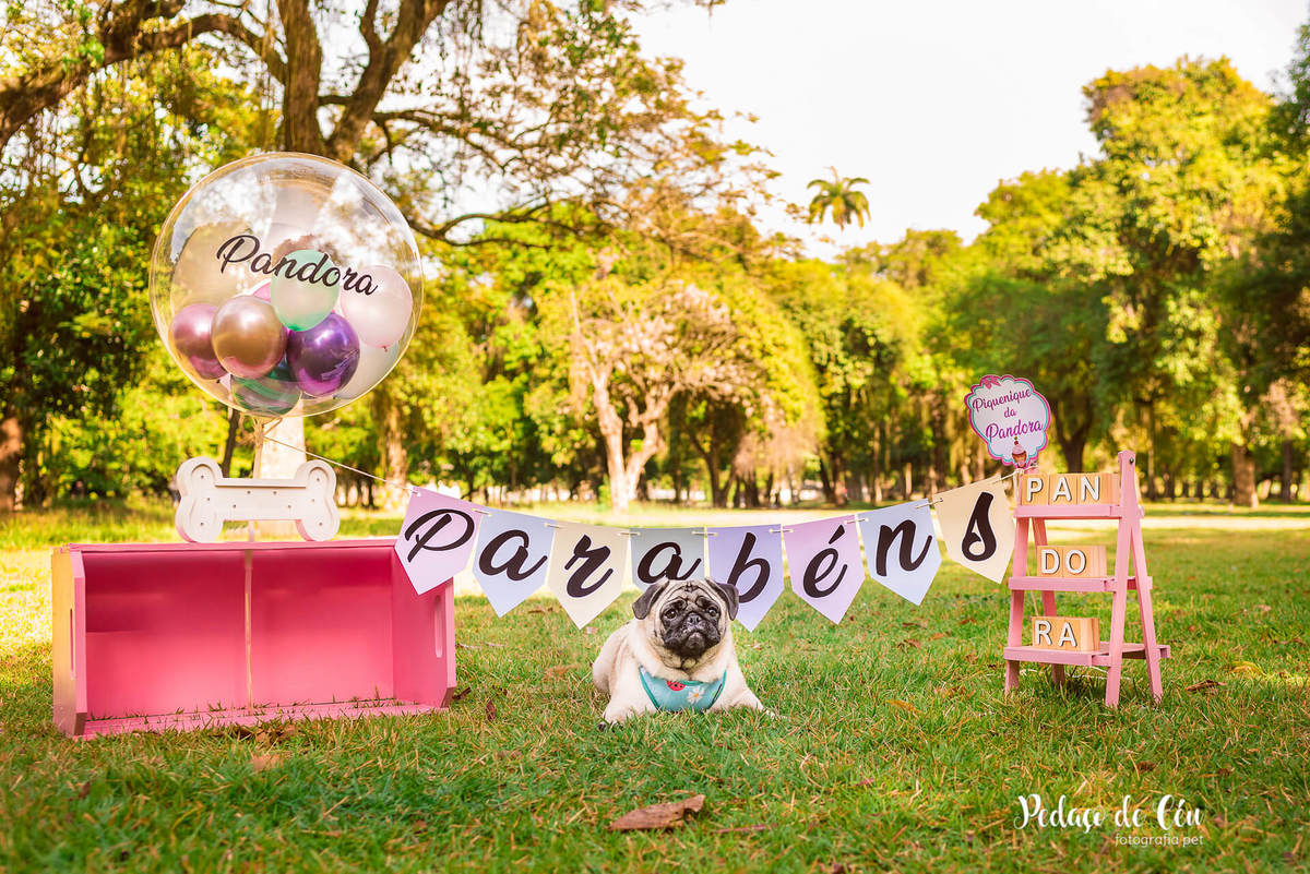 Smash the Cake Pet Pug RJ - Ensaio Pet Pug