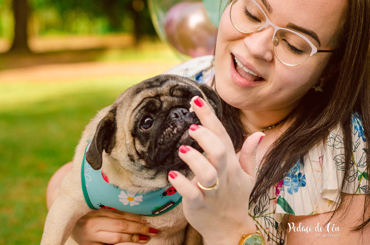 Smash the Cake Pet Pug RJ - Ensaio Pet Pug