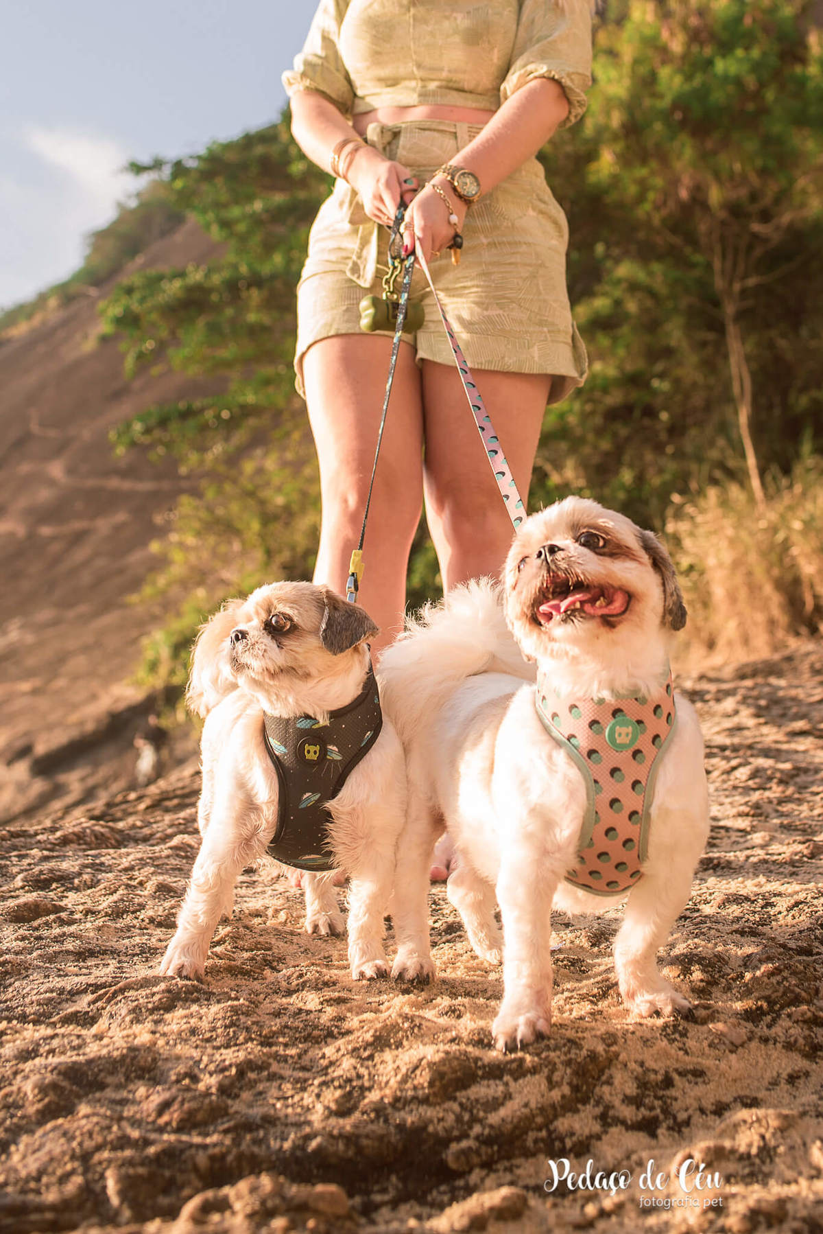 Ensaio pet família shihtzu na Urca