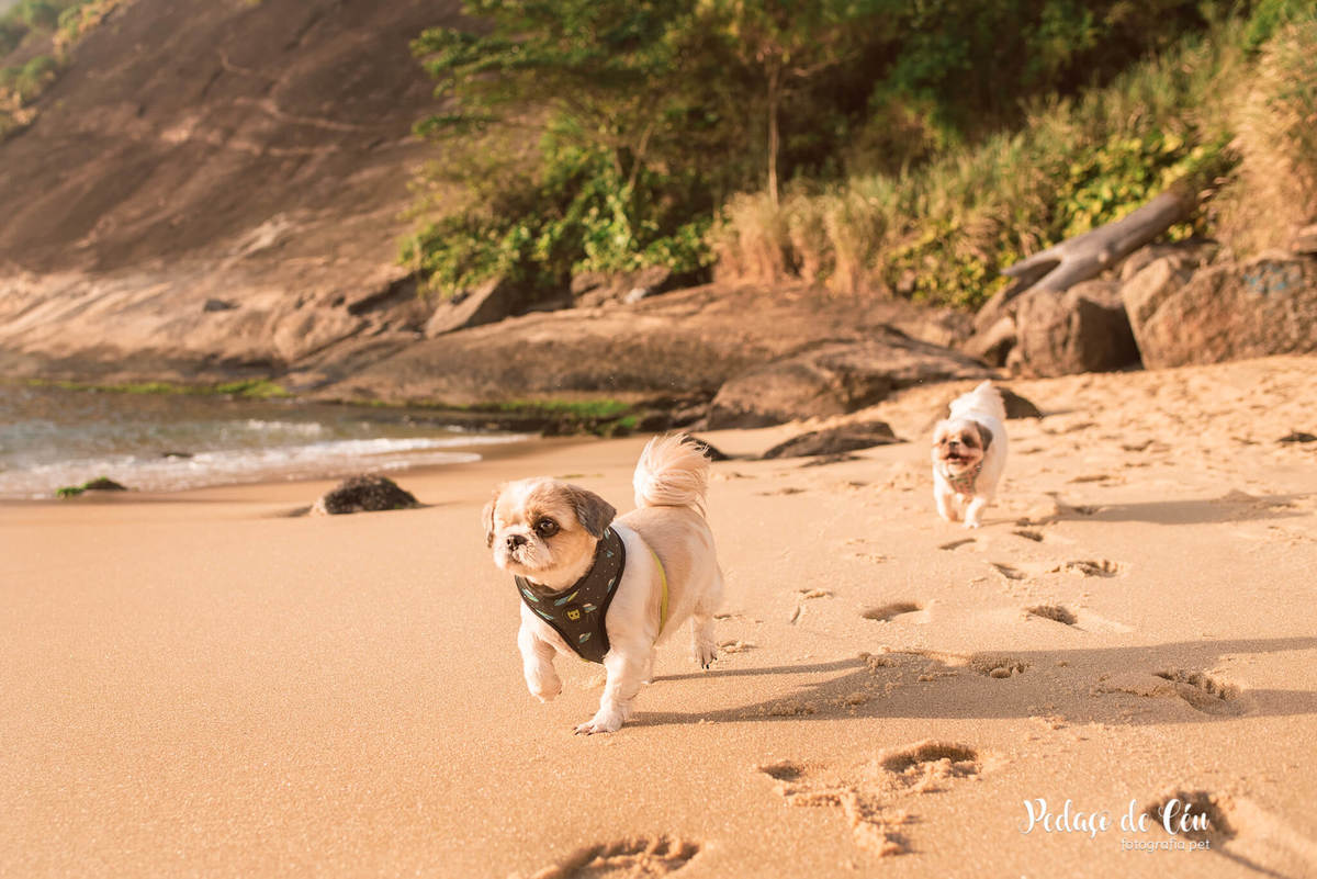 Ensaio pet família shihtzu na Urca
