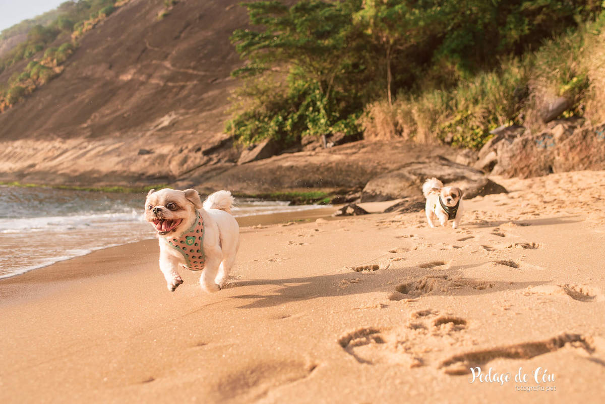 Ensaio pet família shihtzu na Urca
