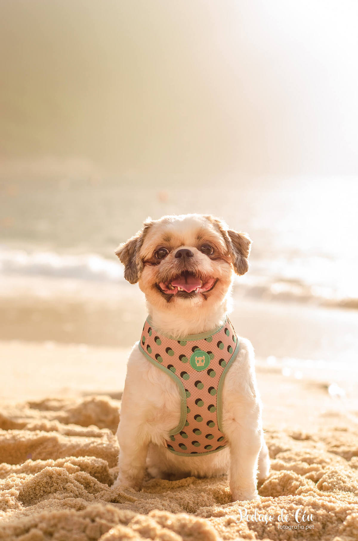 Ensaio pet shihtzu na Urca