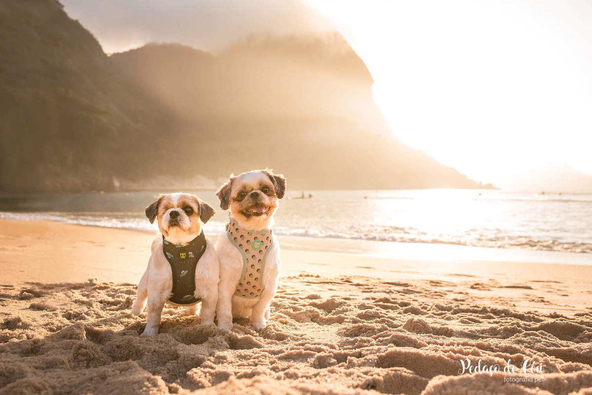 Ensaio pet shihtzu na Urca