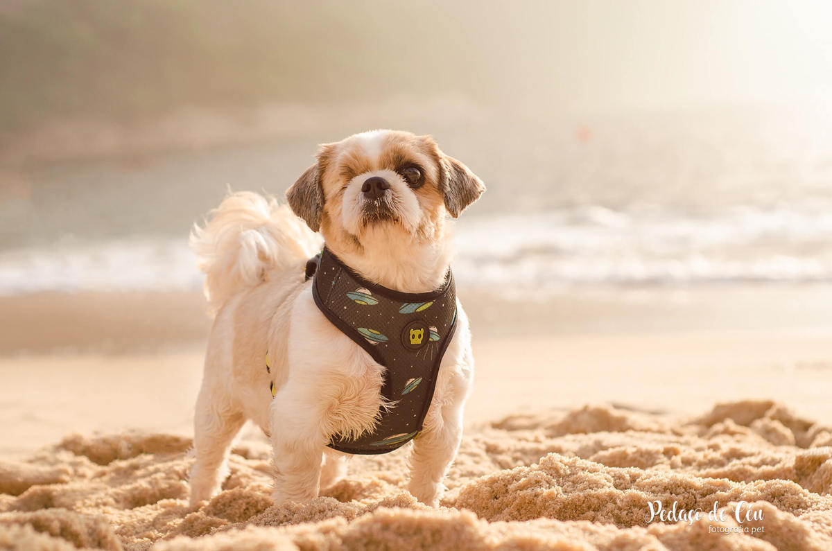 Ensaio pet shihtzu na Urca