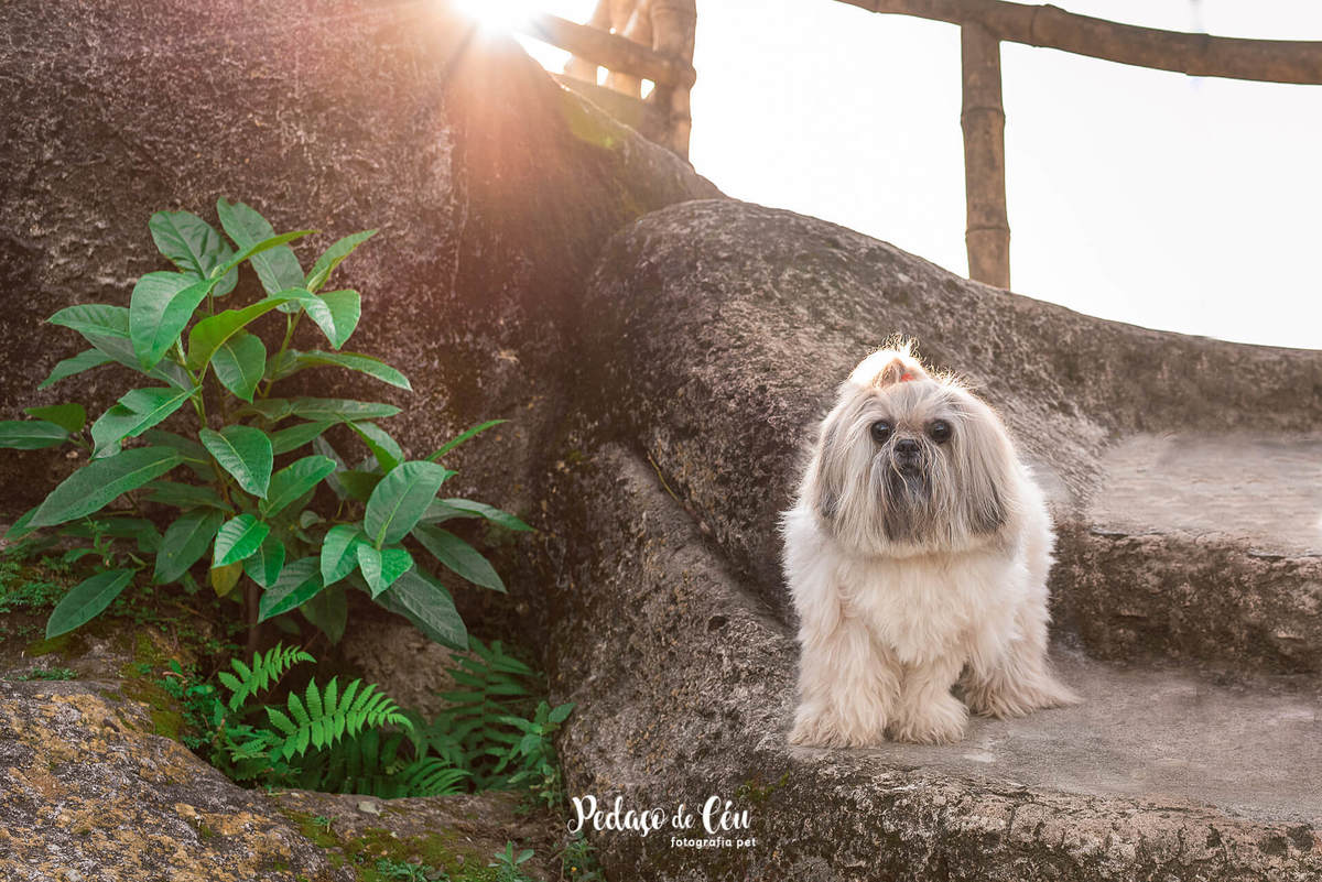 Ensaio pet shihtzu rio de janeiro quinta da boa vista