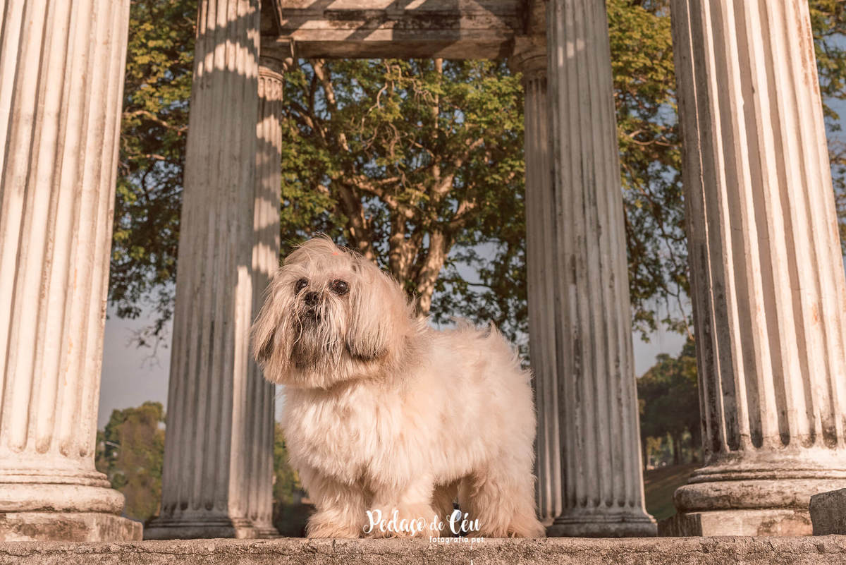 Ensaio pet shihtzu rio de janeiro quinta da boa vista