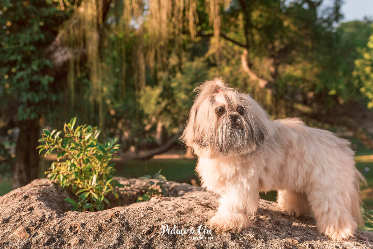 Ensaio pet shihtzu rio de janeiro quinta da boa vista