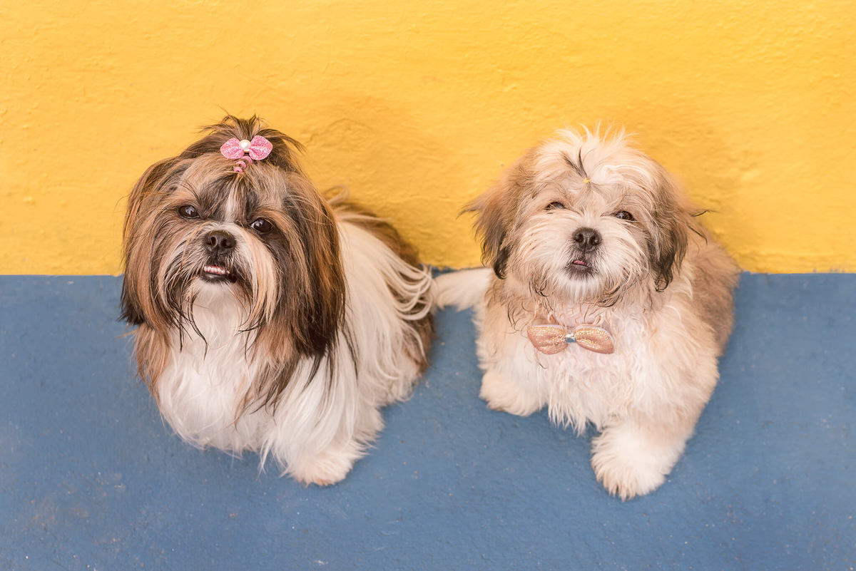 Aniversário Pet Lolla Shihtzu