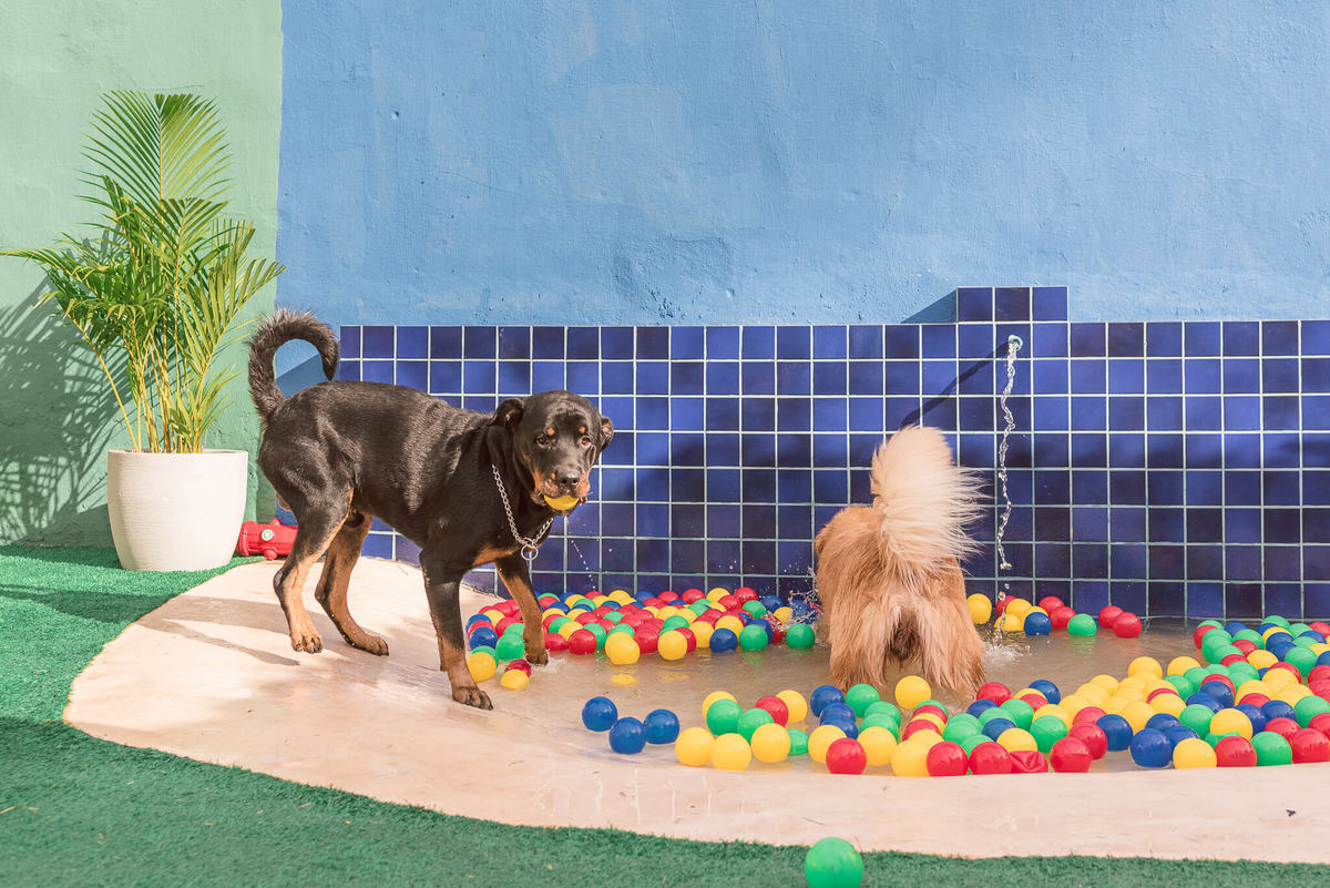 Aniversário Pet Lolla Shihtzu