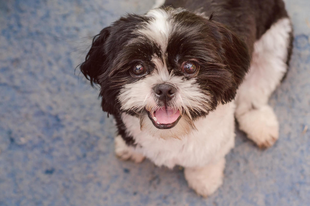 Aniversário Pet Lolla Shihtzu