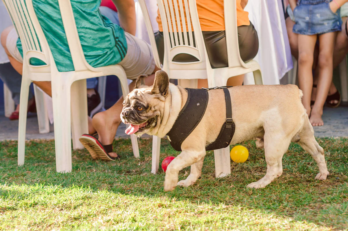 Aniversário Pet Lolla Shihtzu