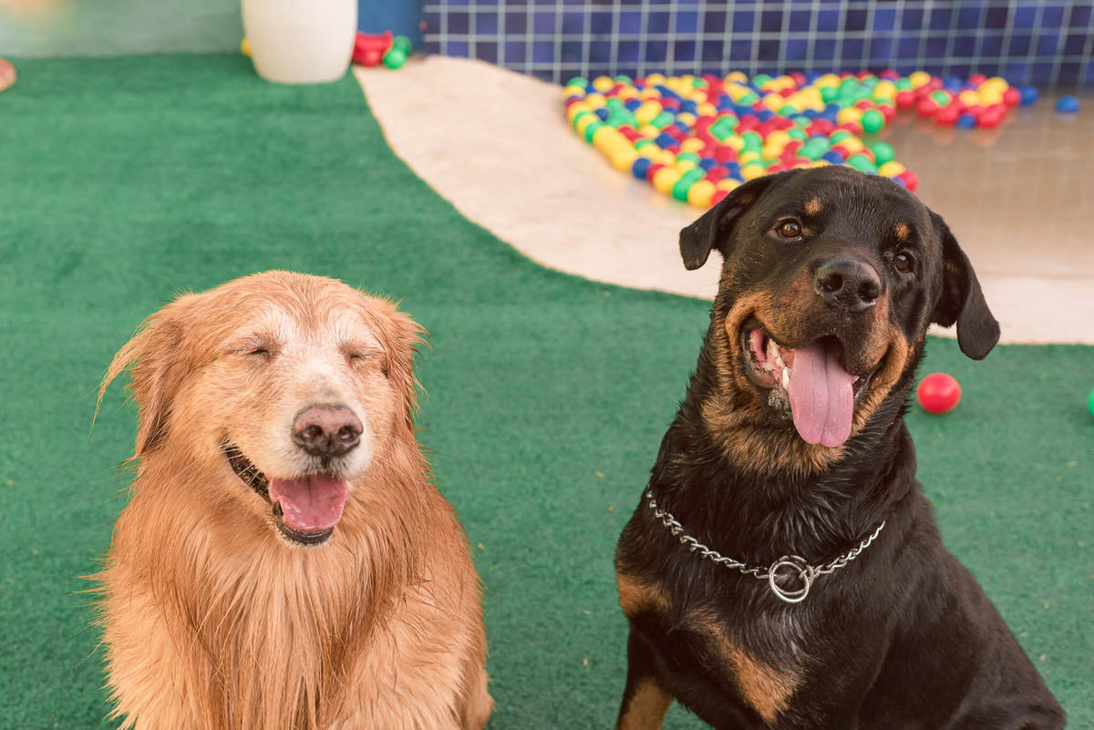 Aniversário Pet Lolla Shihtzu