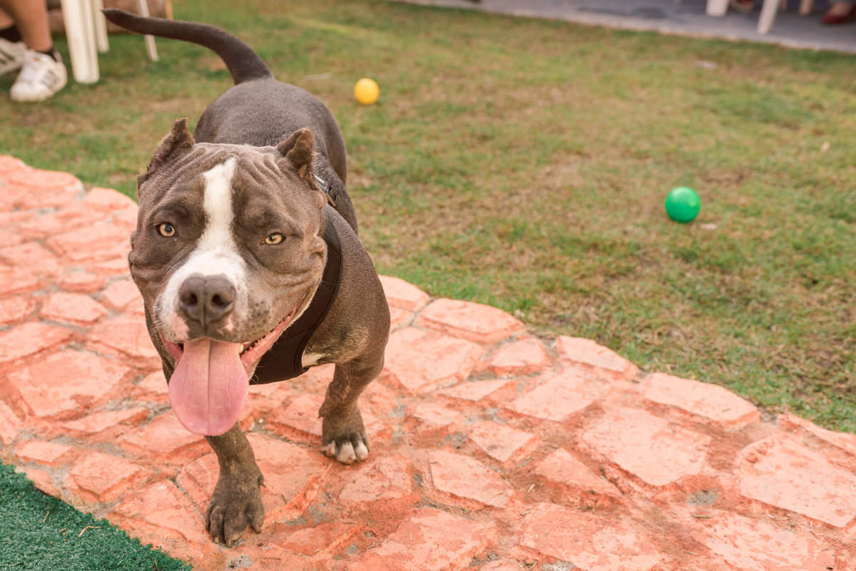 Aniversário Pet Lolla Shihtzu