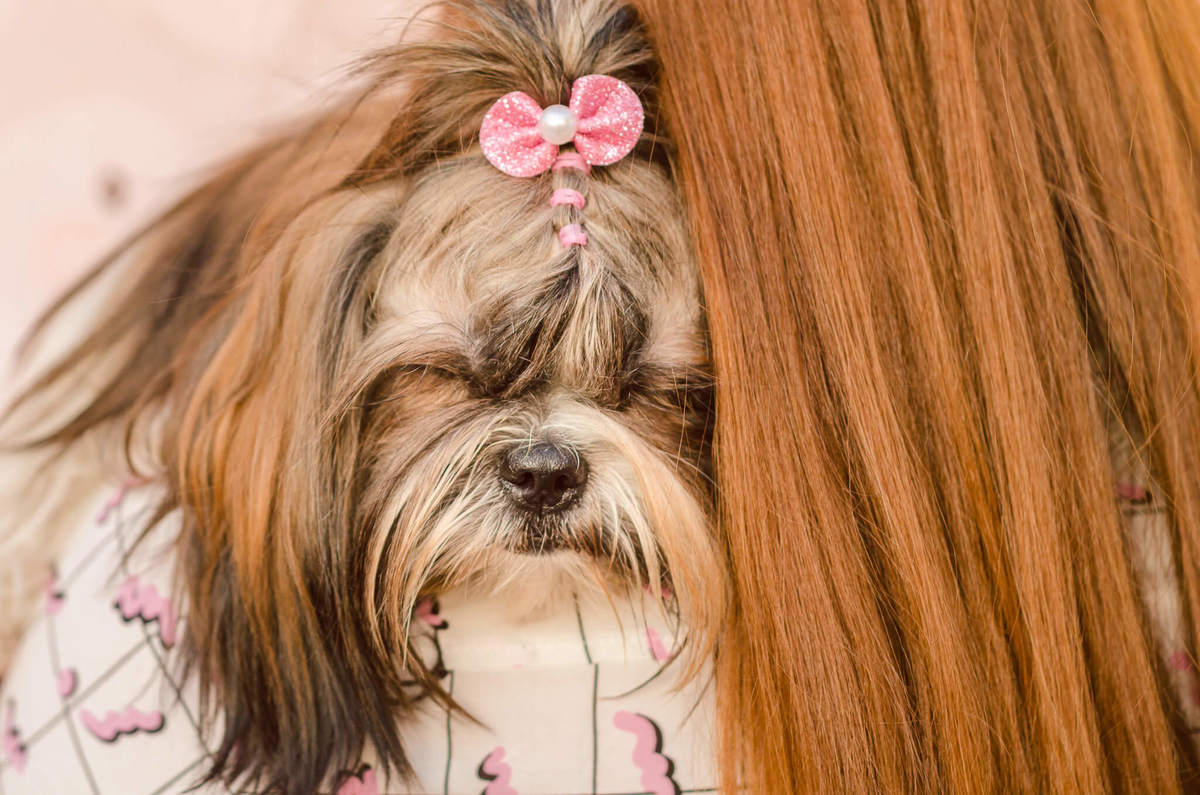 Aniversário Pet Lolla Shihtzu