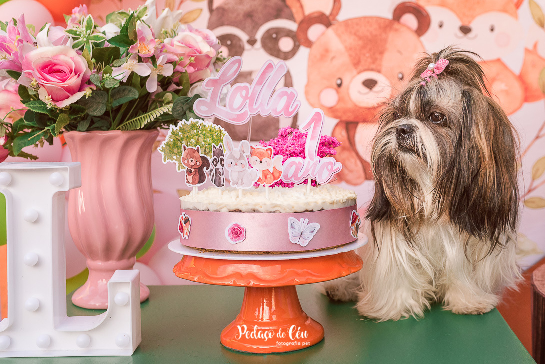 Aniversário Pet Lolla Shihtzu