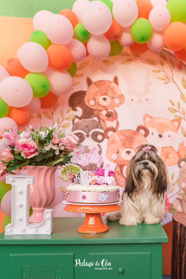 Aniversário Pet Lolla Shihtzu
