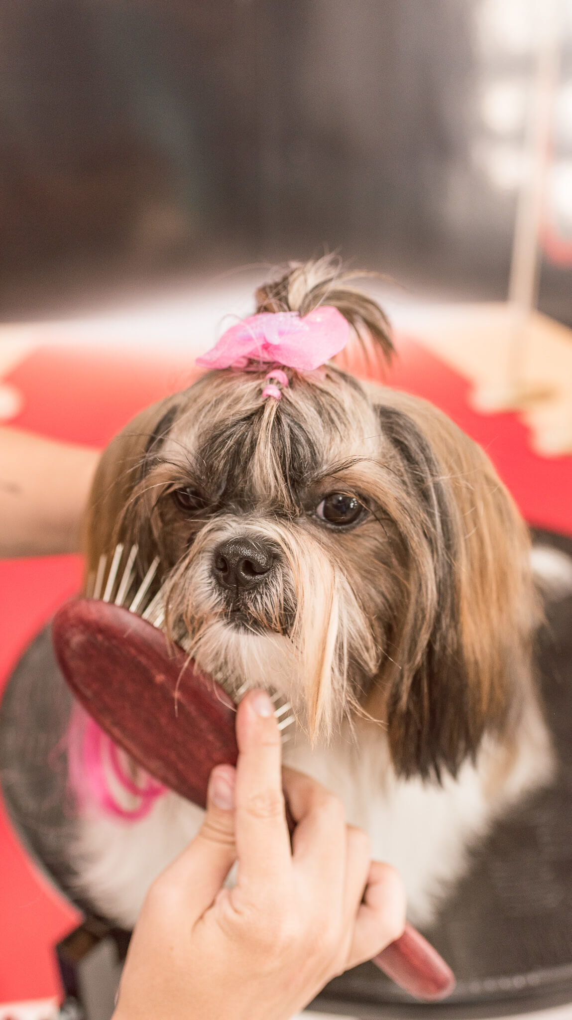 Aniversário Pet Lolla Shihtzu
