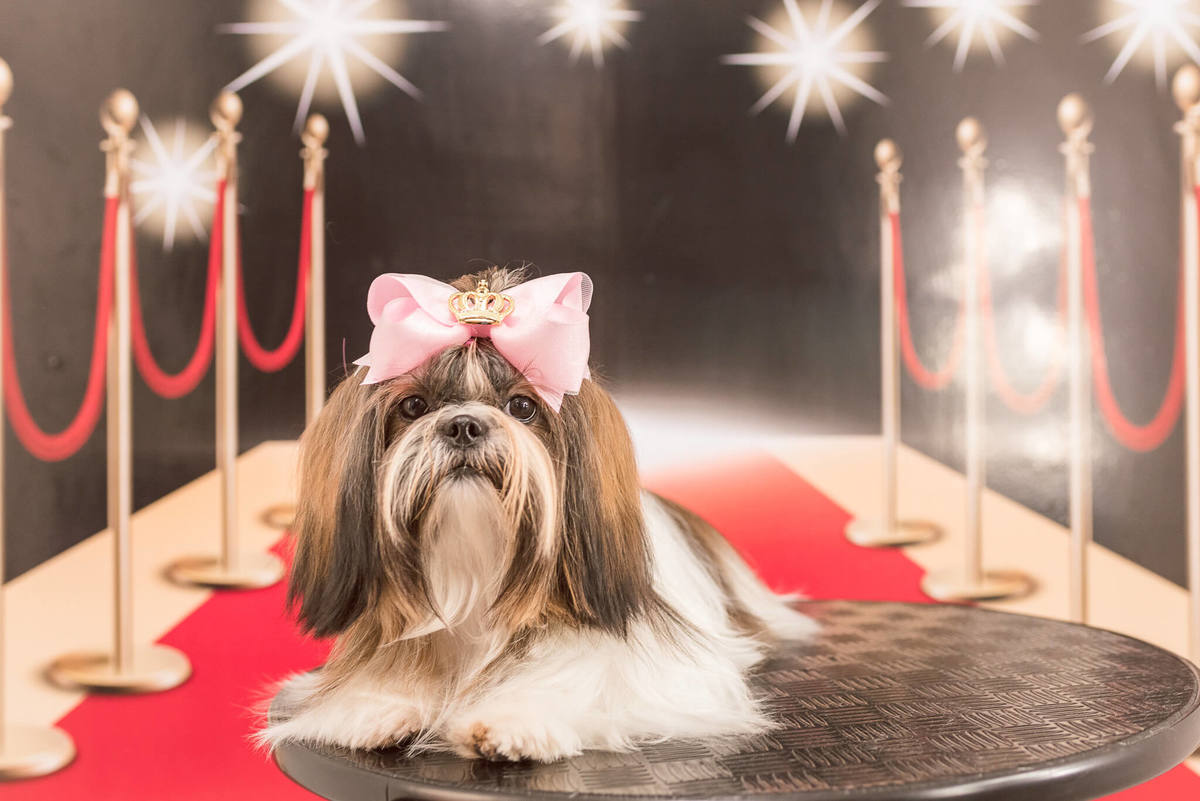 Aniversário Pet Lolla Shihtzu