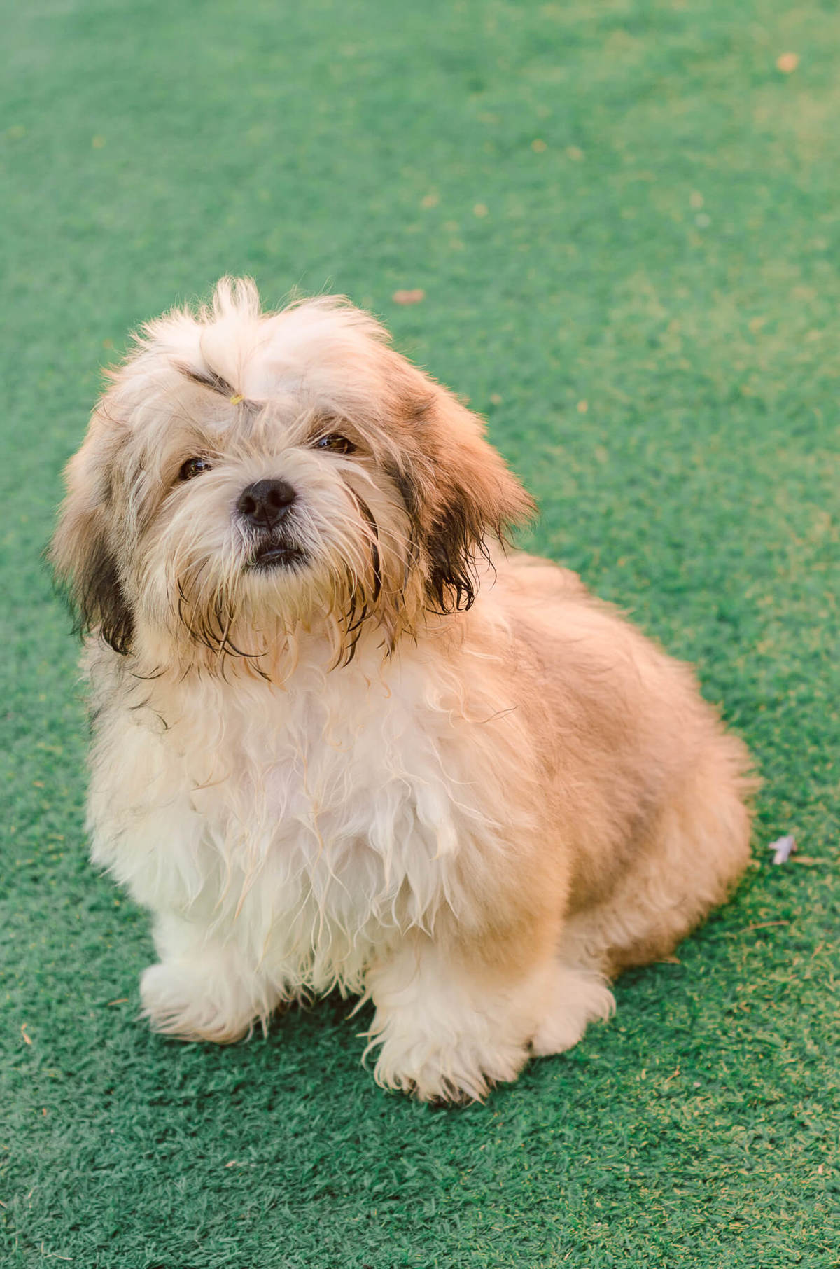 Aniversário Pet Lolla Shihtzu