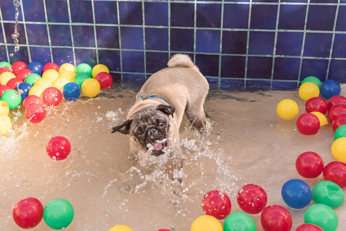 Aniversário Pet Lolla Shihtzu