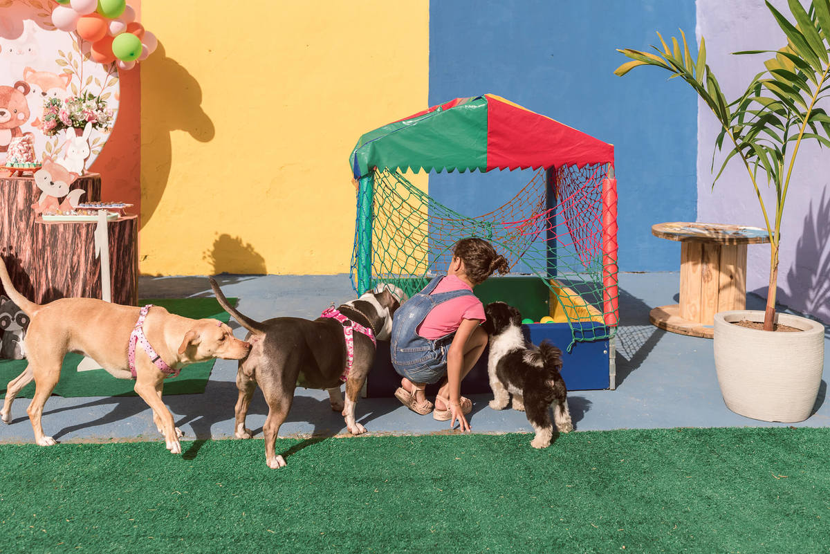 Aniversário Pet Lolla Shihtzu