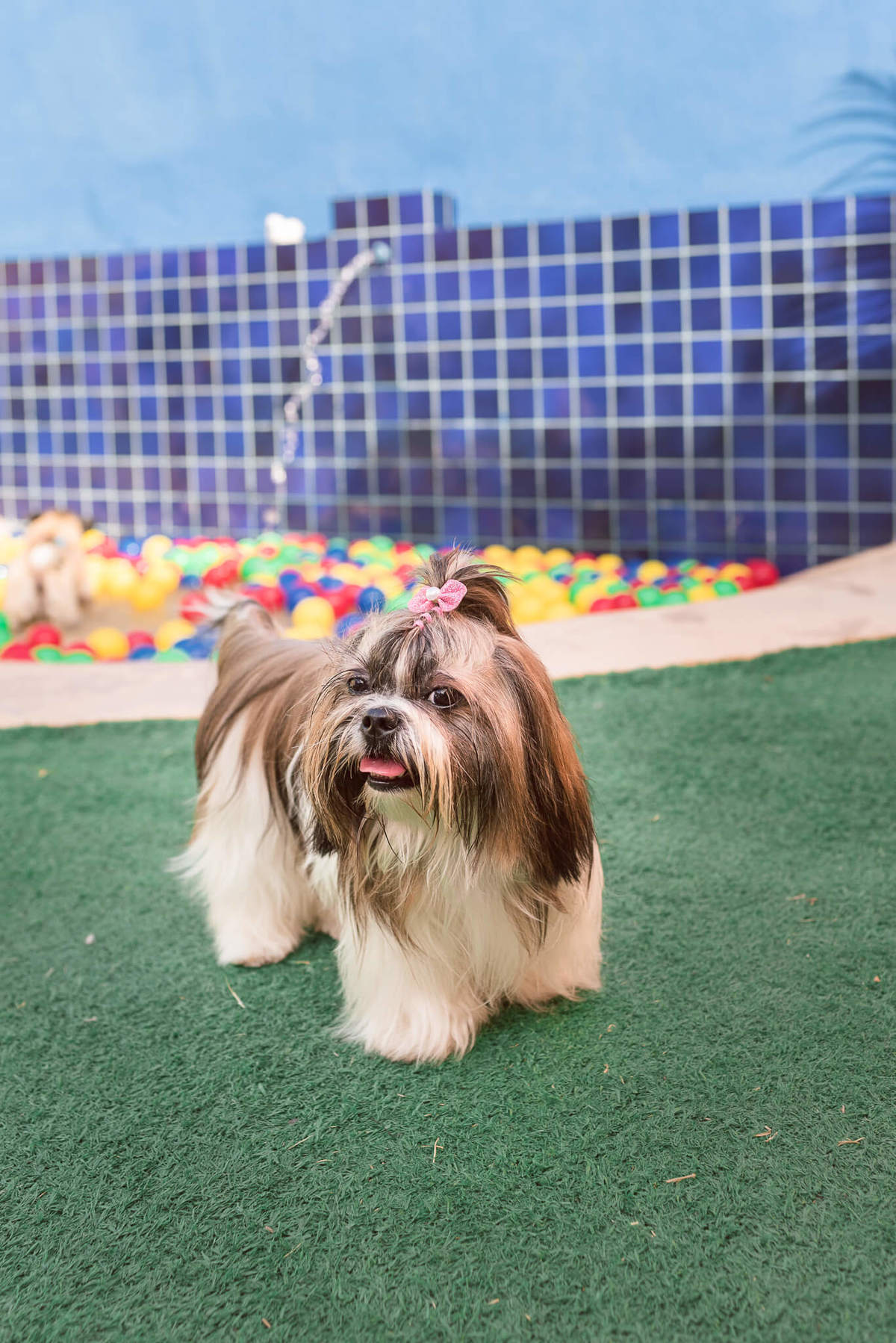 Aniversário Pet Lolla Shihtzu