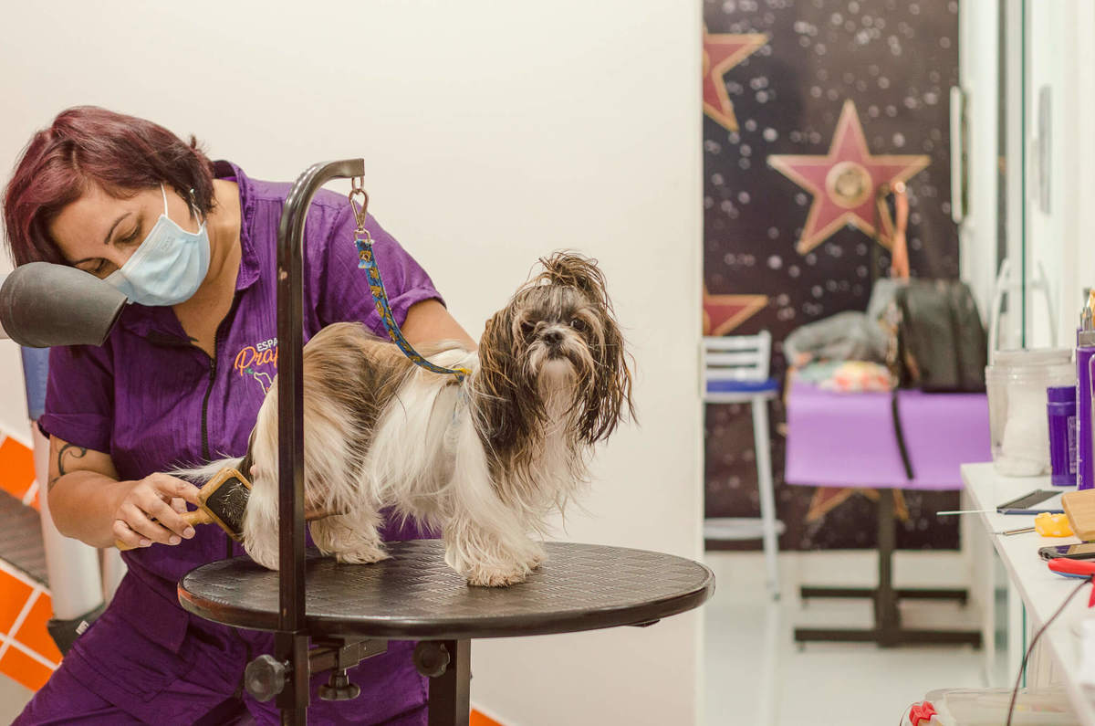 Aniversário Pet Lolla Shihtzu