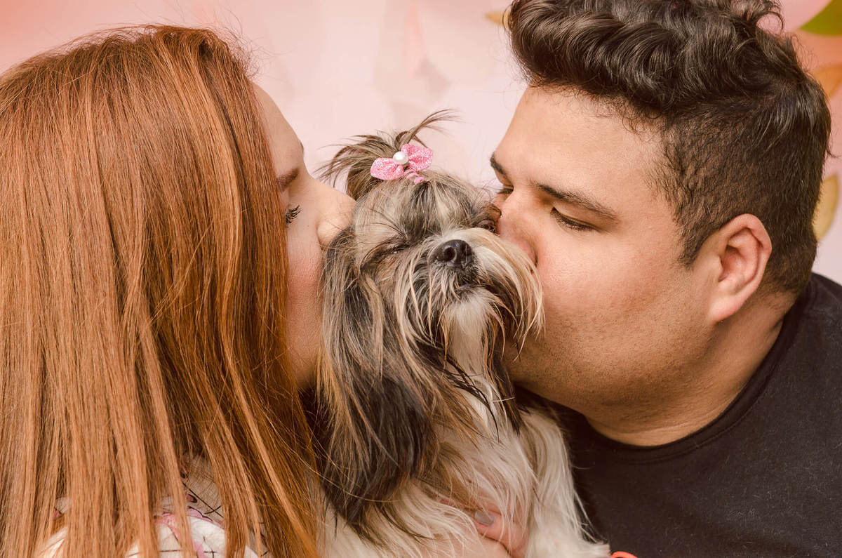 Aniversário Pet Lolla Shihtzu