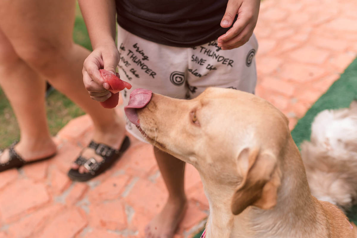Aniversário Pet Lolla Shihtzu