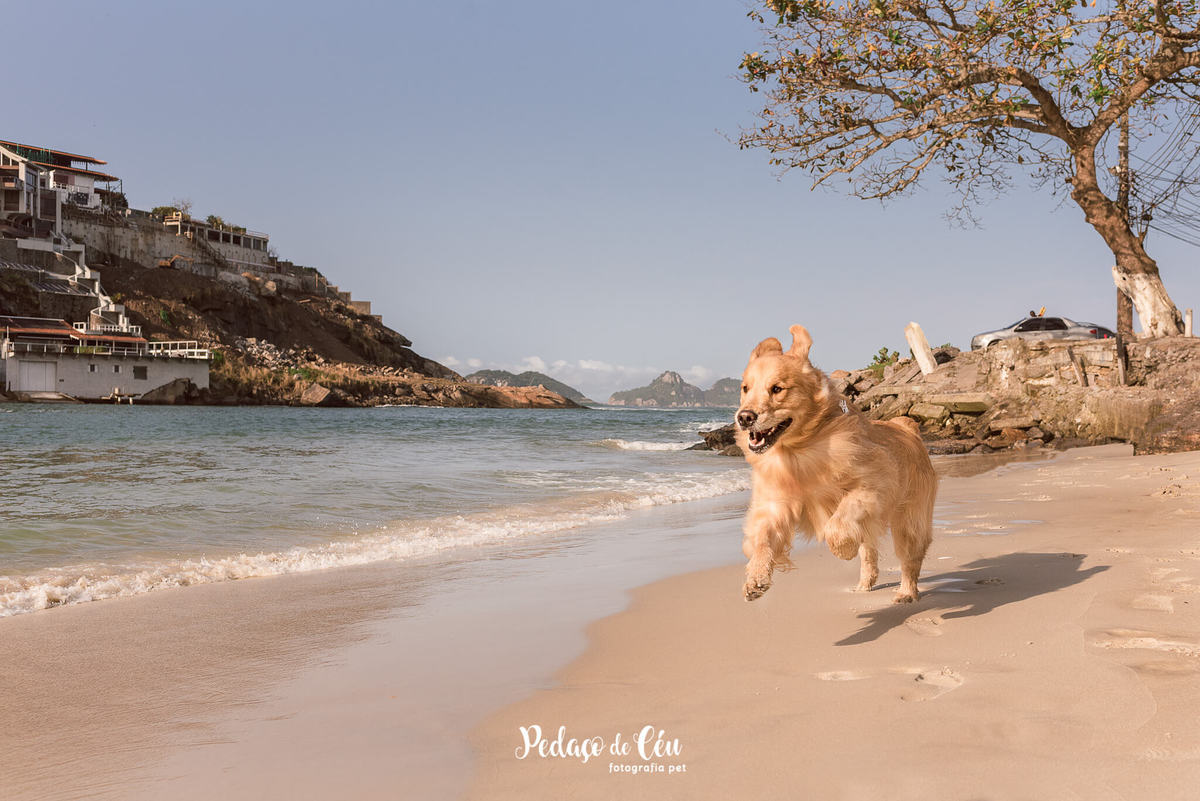 ensaio pet golden retriever RJ