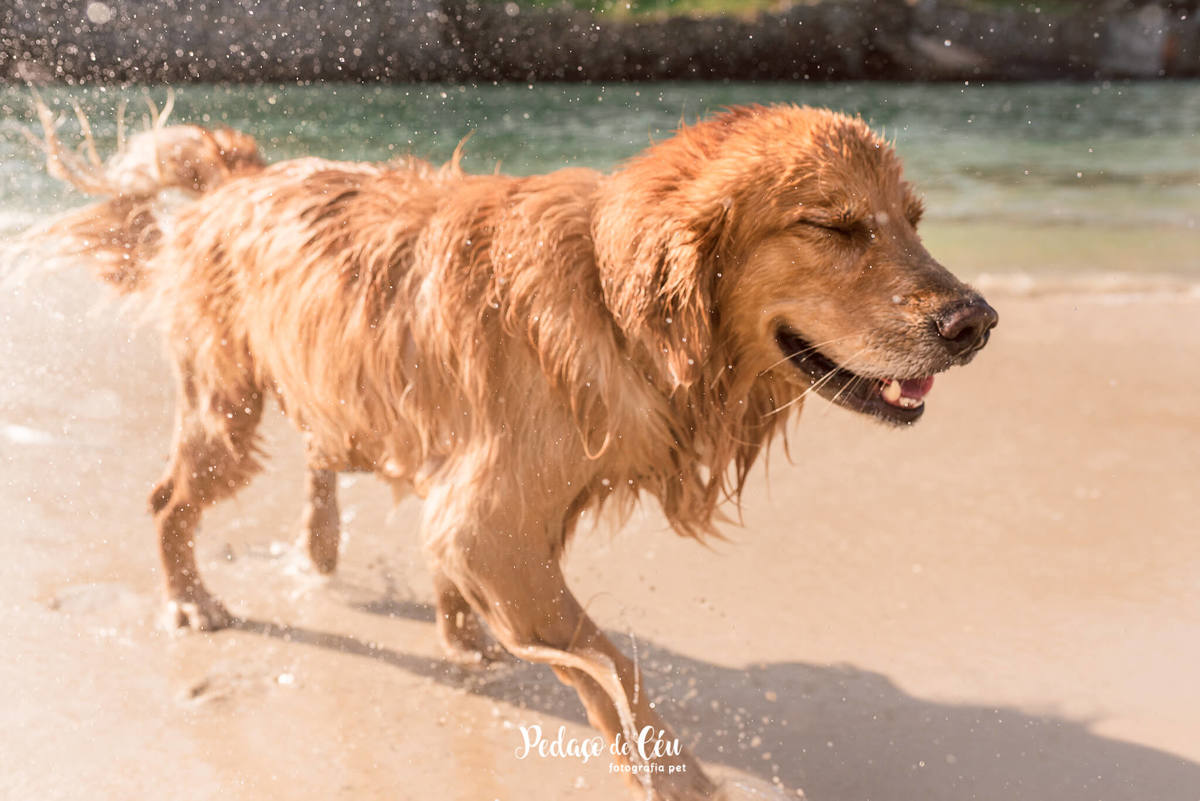 ensaio pet golden retriever praia RJ