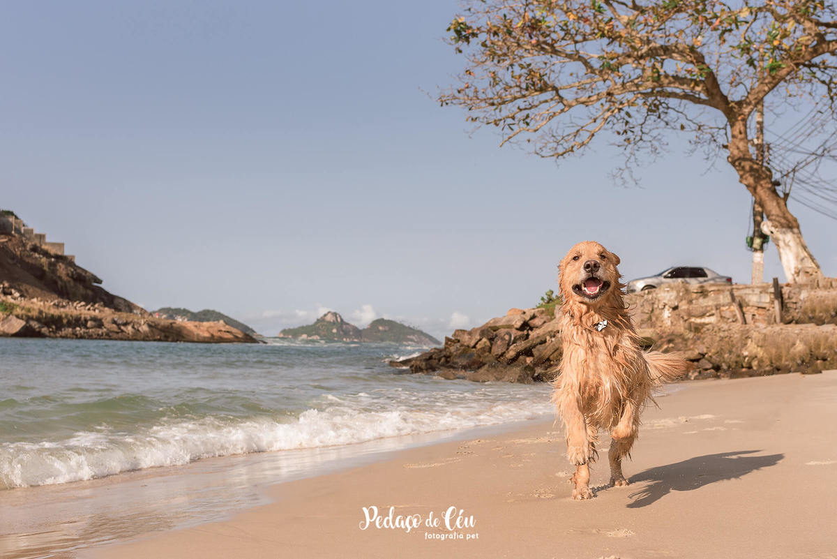 ensaio pet golden retriever RJ