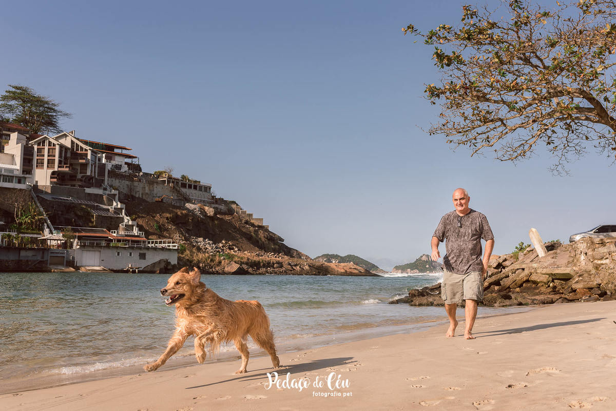 ensaio pet golden retriever RJ