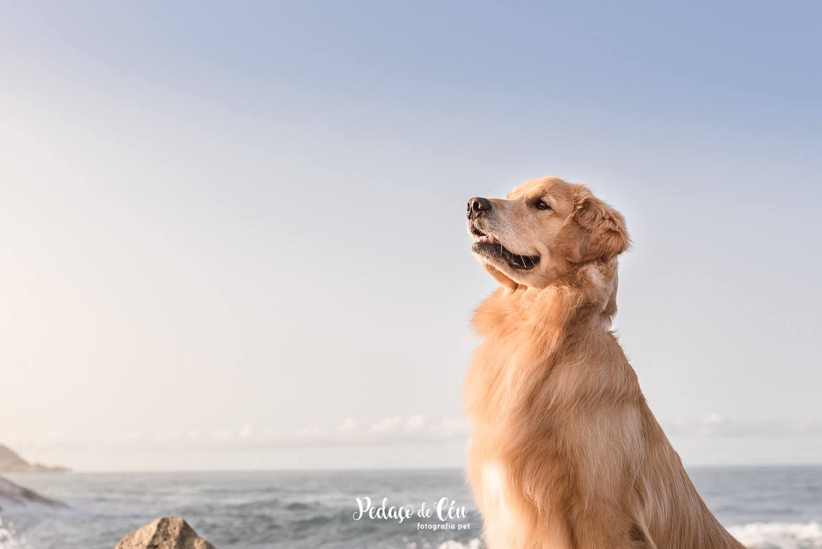 ensaio pet golden retriever RJ