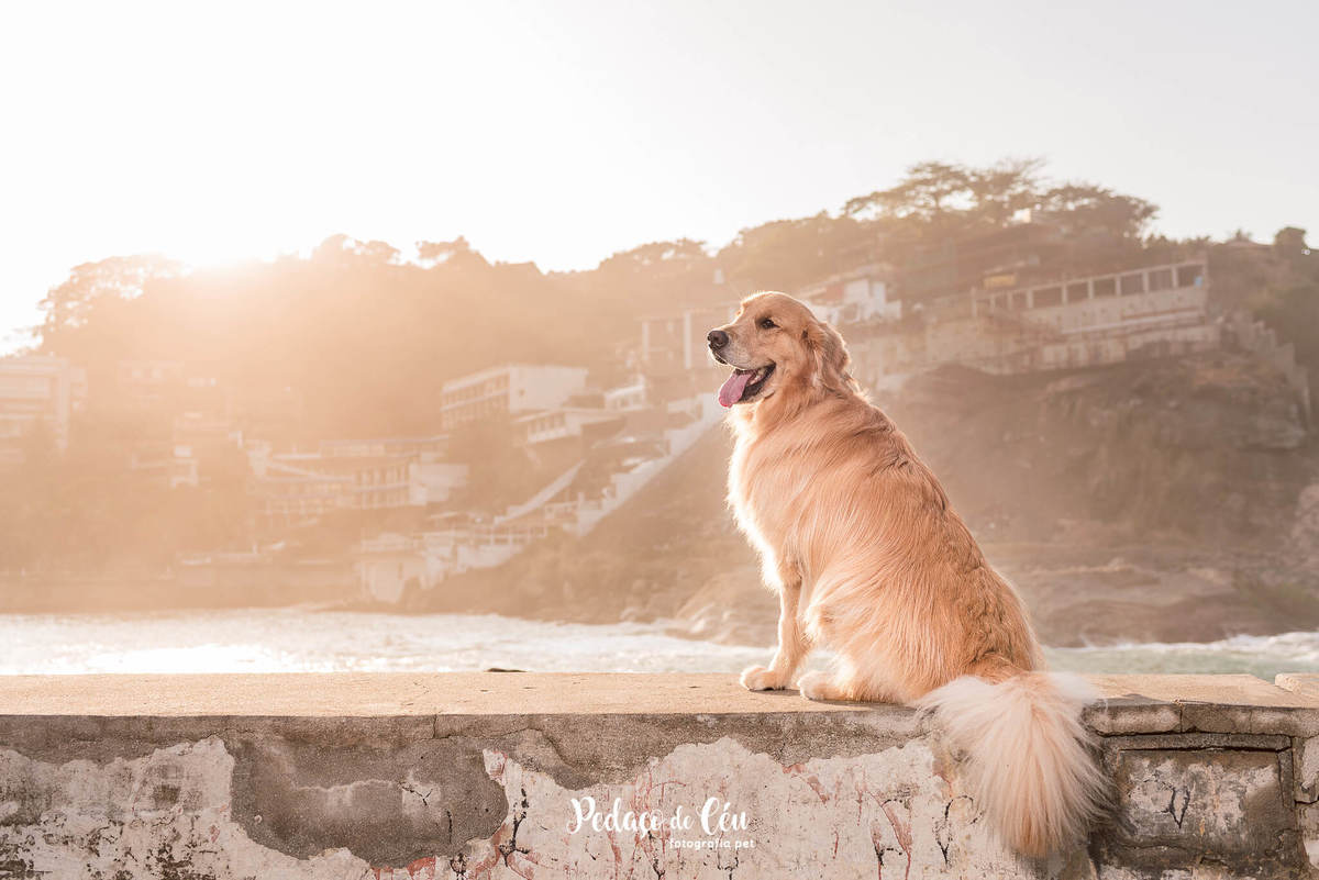 ensaio pet golden retriever RJ