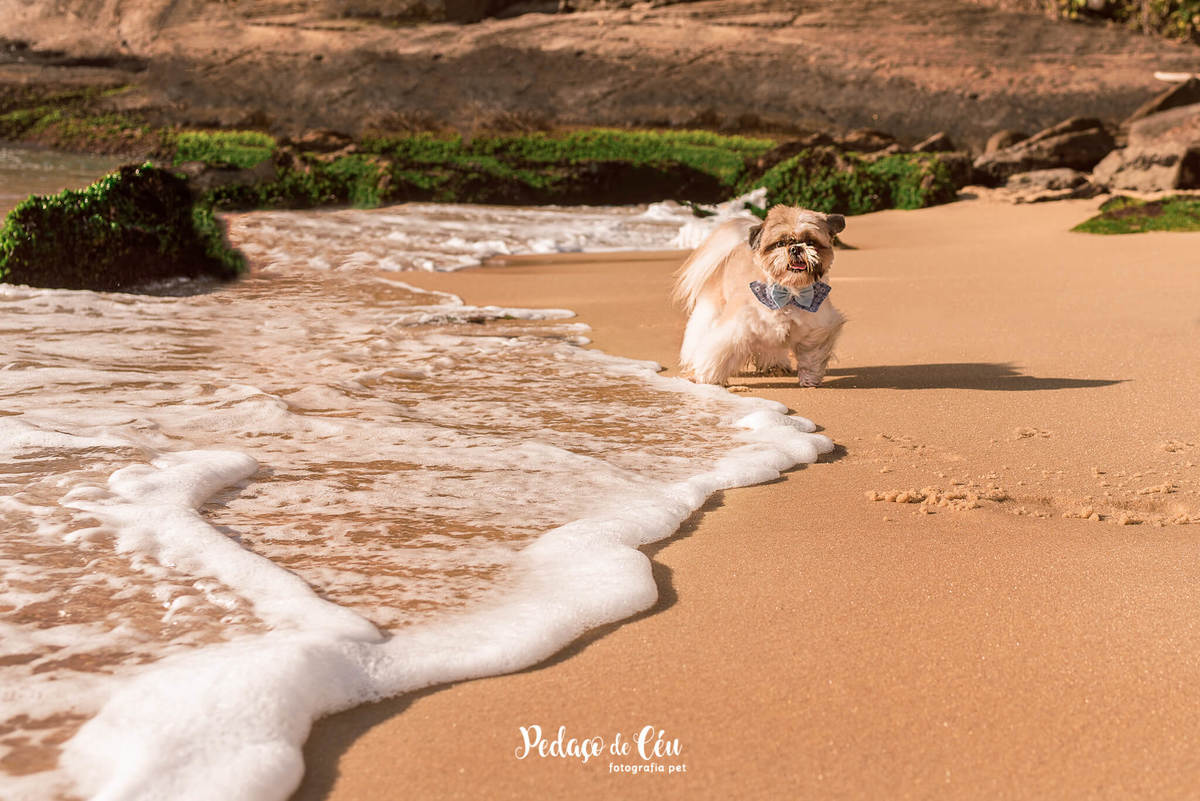 ensaio pet shihtzu praia rio de janeiro