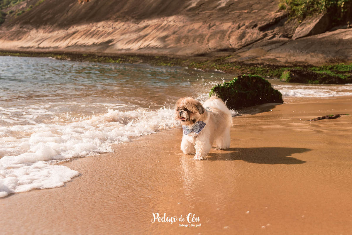 ensaio pet shihtzu praia rio de janeiro