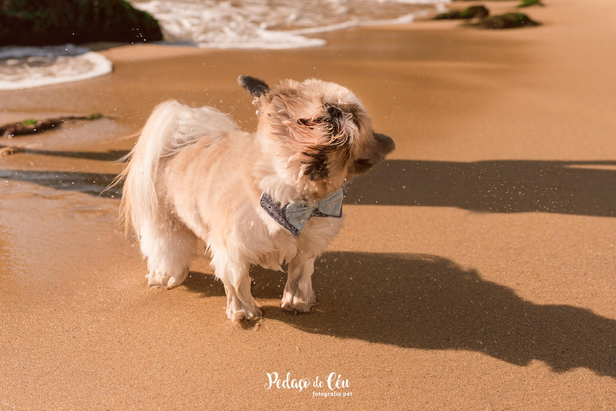 ensaio pet shihtzu praia rio de janeiro