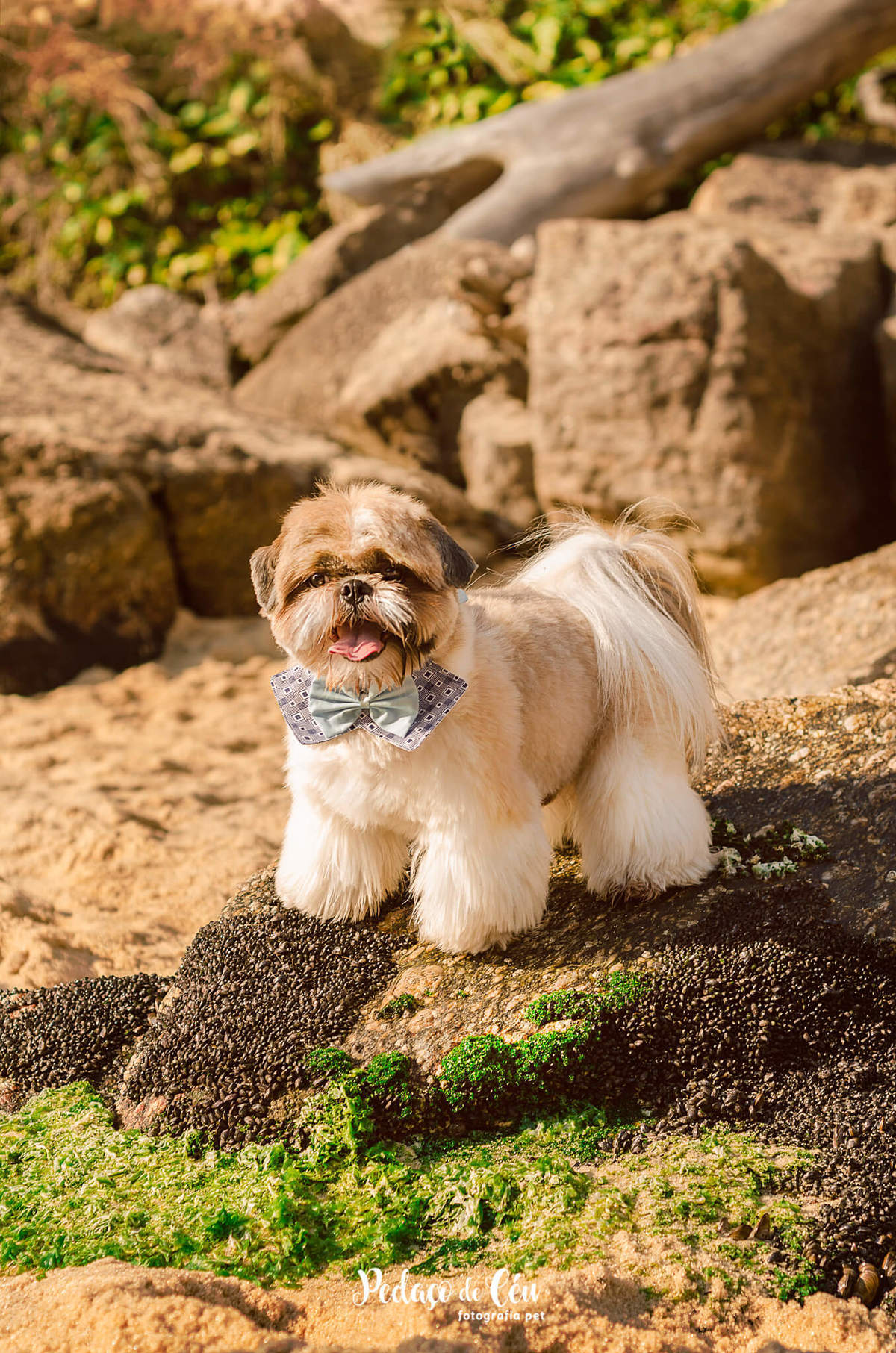 ensaio pet shihtzu praia rio de janeiro