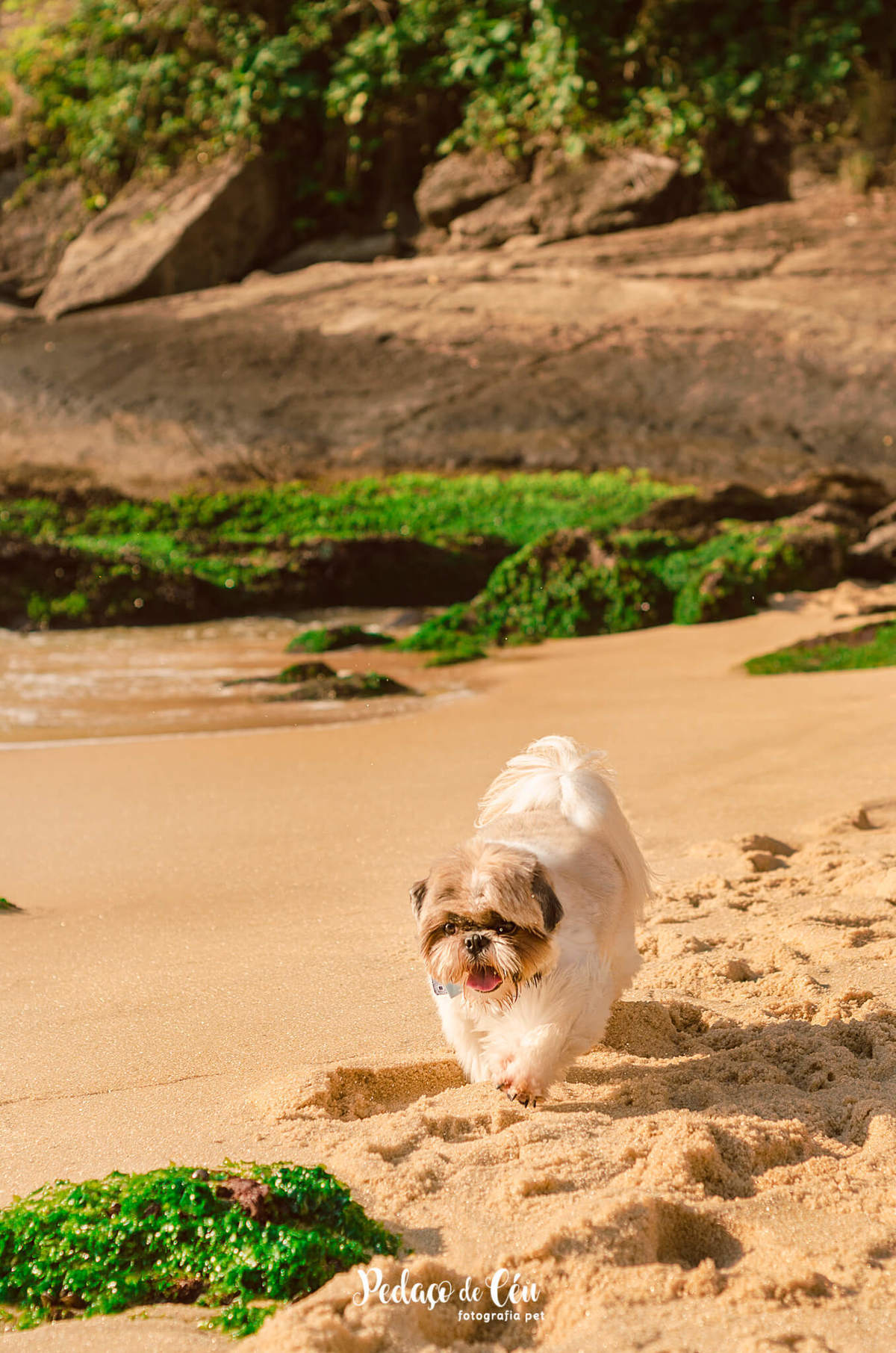 ensaio pet shihtzu praia rio de janeiro