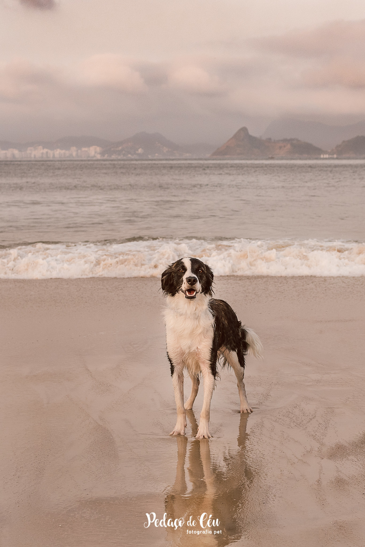 Fotografia Pet Rio de Janeiro Flamengo SRD