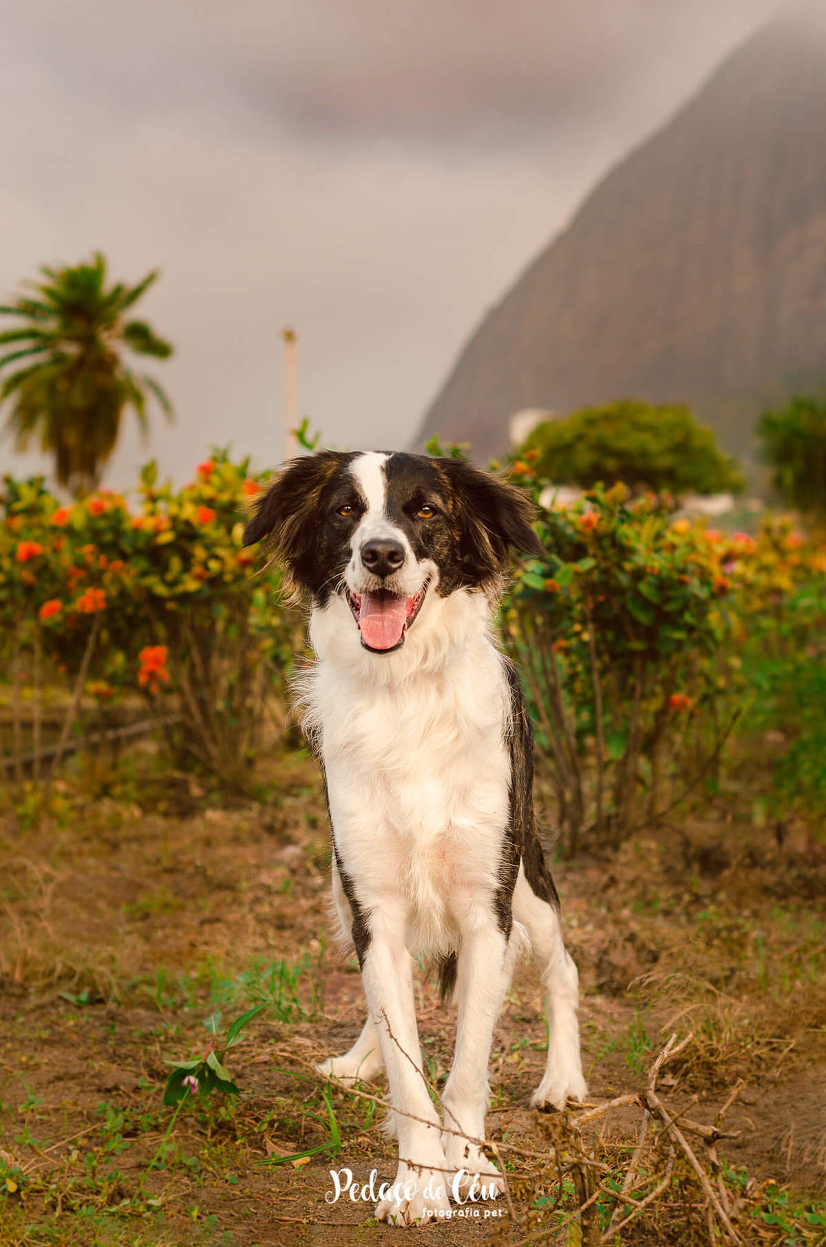 Fotografia Pet Rio de Janeiro Flamengo SRD