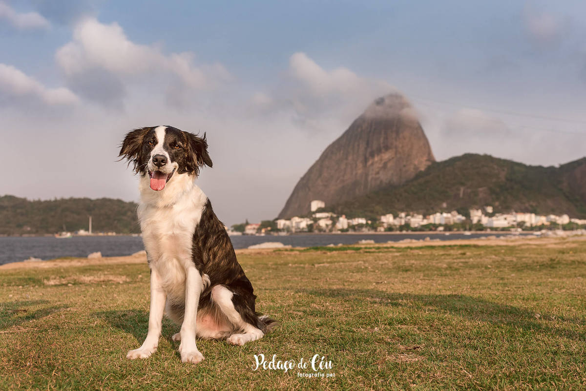 Fotografia Pet Rio de Janeiro Flamengo SRD