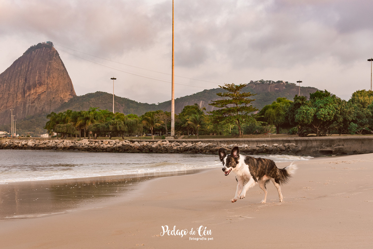 Fotografia Pet Rio de Janeiro Flamengo SRD