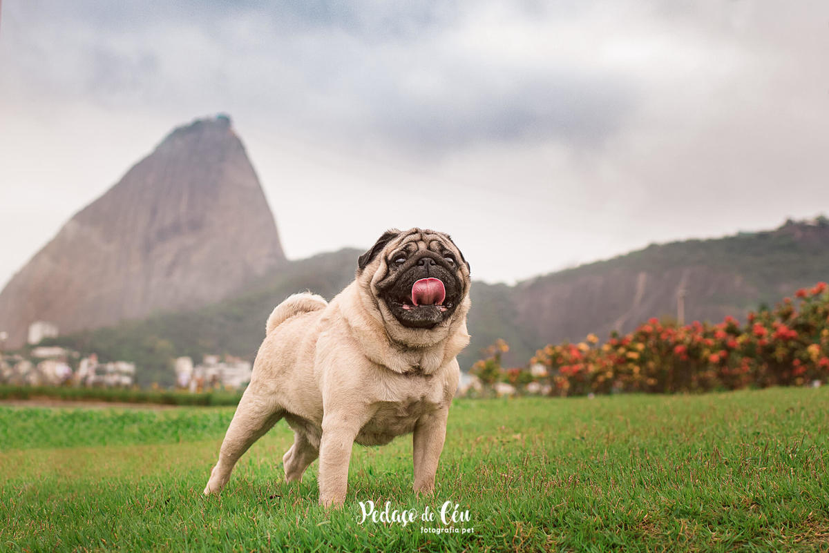 Ensaio Pet Pug Aterro do Flamengo RJ