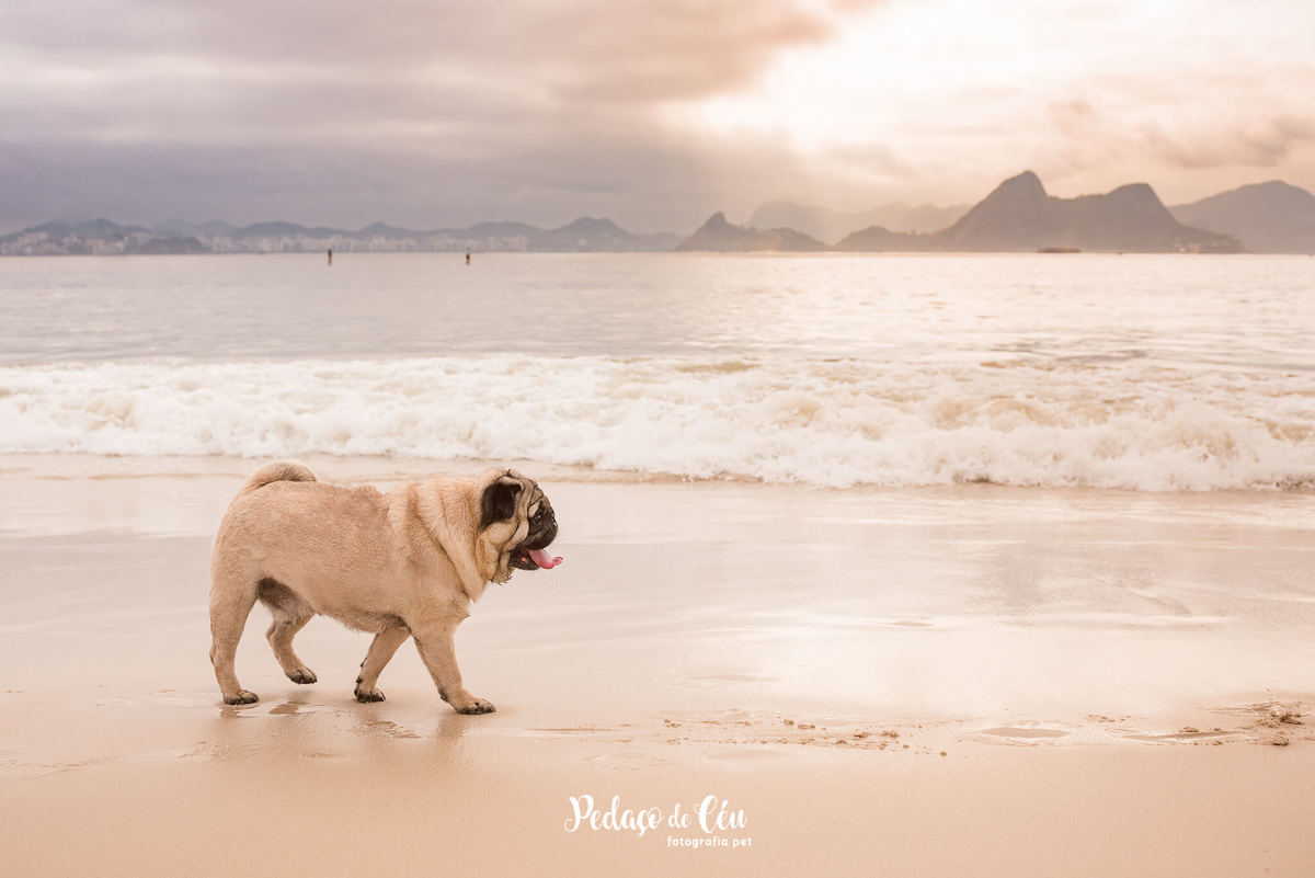 Ensaio Pet Pug Aterro do Flamengo RJ
