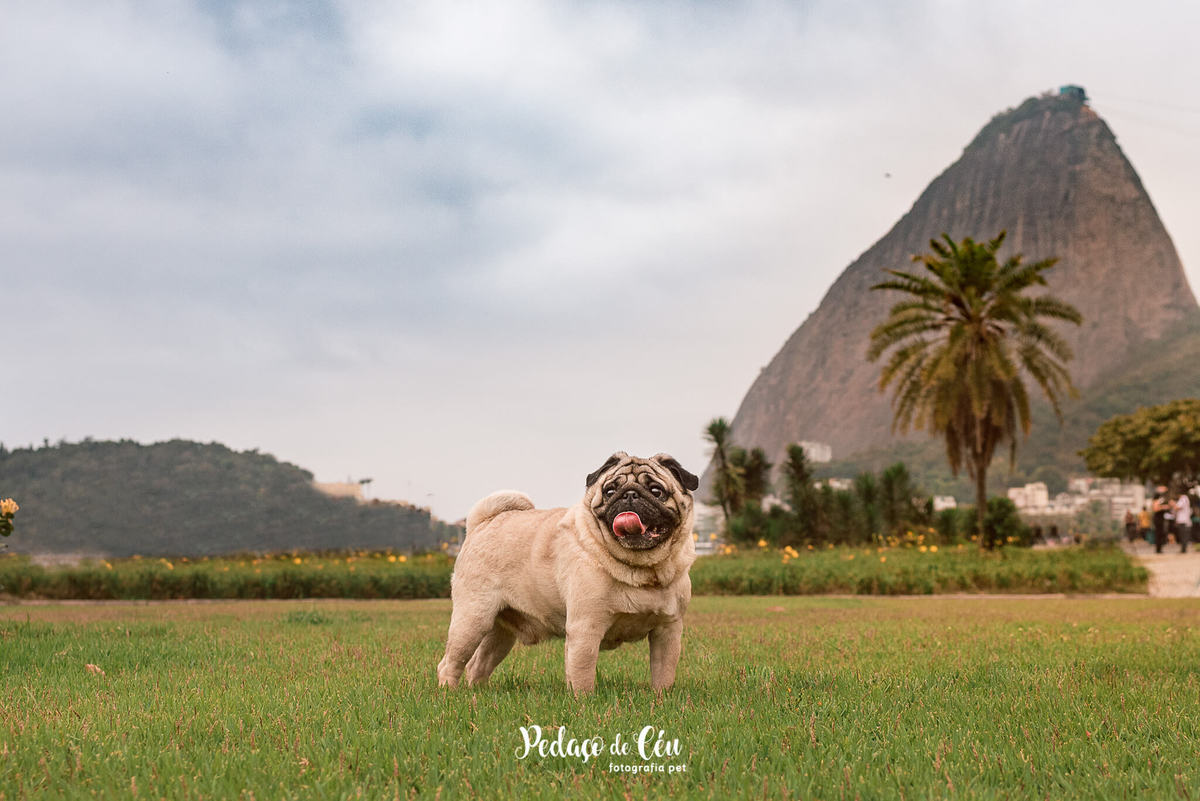 Ensaio Pet Pug Aterro do Flamengo RJ