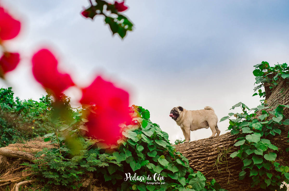 Ensaio Pet Pug Aterro do Flamengo RJ