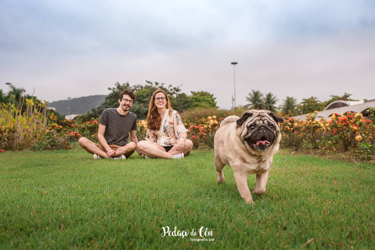Ensaio Pet Pug Aterro do Flamengo RJ