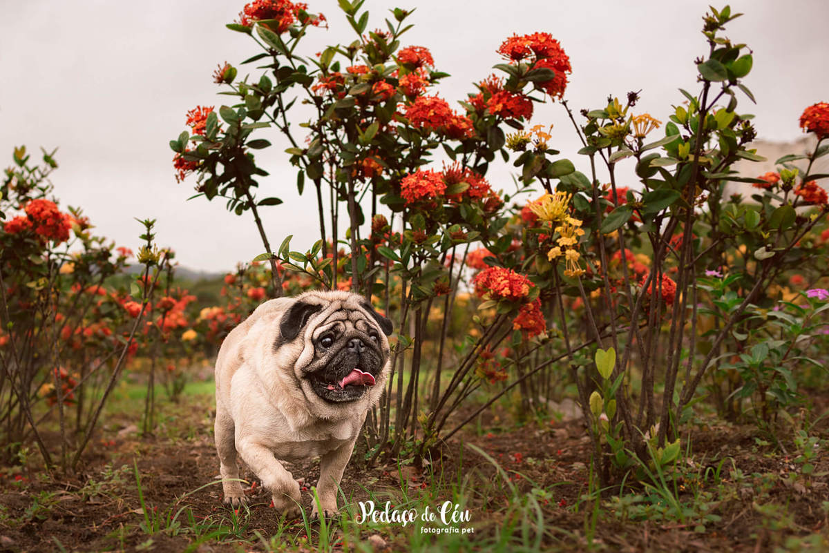 Ensaio Pet Pug Aterro do Flamengo RJ